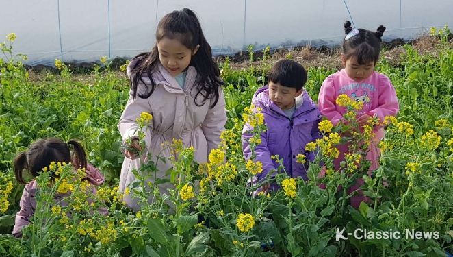 강진 청자축제장 유채꽃밭을 찾은 어린이들이 유채꽃을 호기심 어린 눈으로 바라보고 있다.