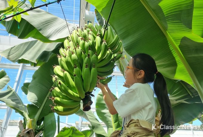 바나나 수확체험