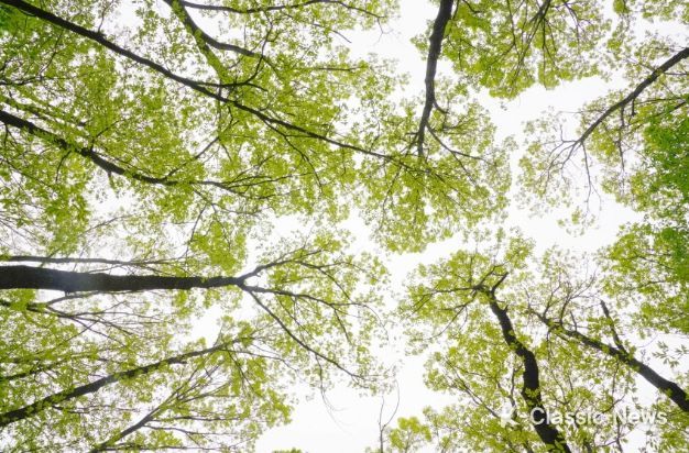 태릉 굴참나무숲