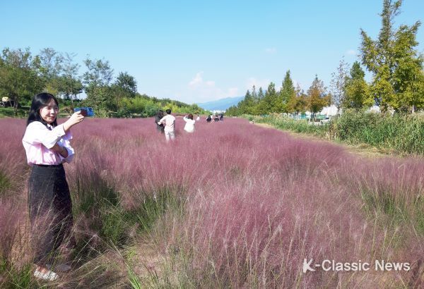부산 강서구, 대저생태공원 자색의 꽃이삭들, 핑크뮬리 만개