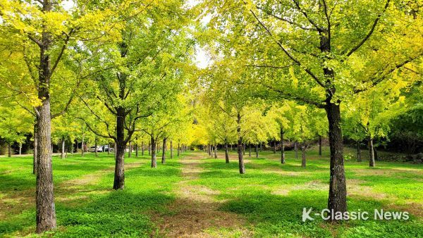홍천군 내면 은행나무 숲, 3년만에 재개방