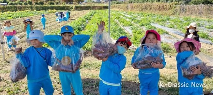 꼬마농부 고구마 수확체험 운영