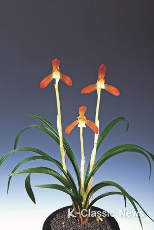 제29회 한국난 명품 전국대회 대상 홍화소심