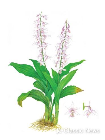 신안군 “난대원시림의 보고, 가거도” 특별기획전시 개최