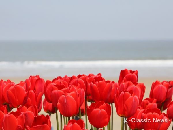 신안군! 홍매화&튤립정원에서 화사한 봄꽃의 향기따라 튤립 축제 열려