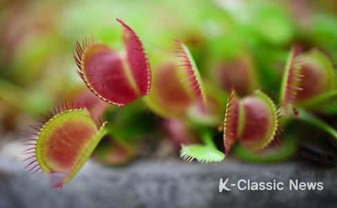 강원도 자연환경연구공원, 식충식물 특별 기획 전시