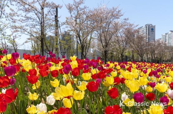 연수구, 주말 송도국제도시 튤립음악회 “구경 오세요.”