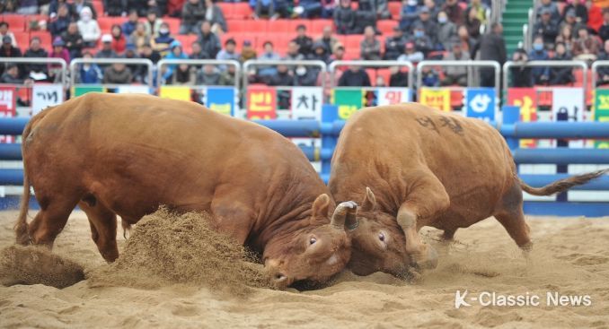 재미와 감동, 황소들의 불꽃 튀는 명승부! 2023 청도소싸움축제 개최