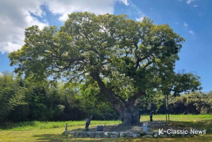 군산 하제마을 팽나무 전경