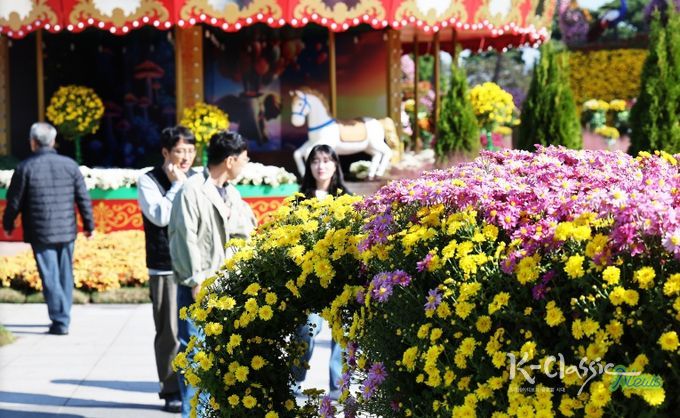 2025 대한민국 국향대전 회전목마 포토존, 국화 만개 전경