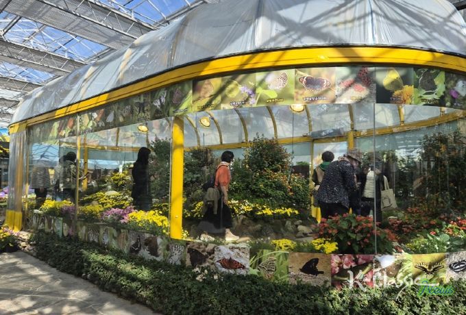 국향 속 나비의 날갯짓…함평군, 생태축제의 새 장 열다