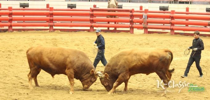 2025년 청도군 전국 민속 소싸움대회 성황리 종료