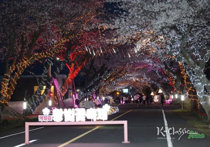 애월읍 왕벚꽃 축제