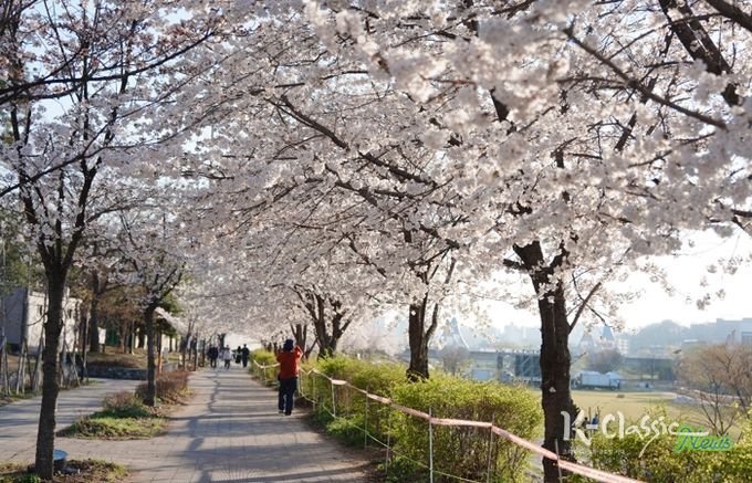 오산천 벚꽃축제 성료…봄밤 수놓은 빛과 공연