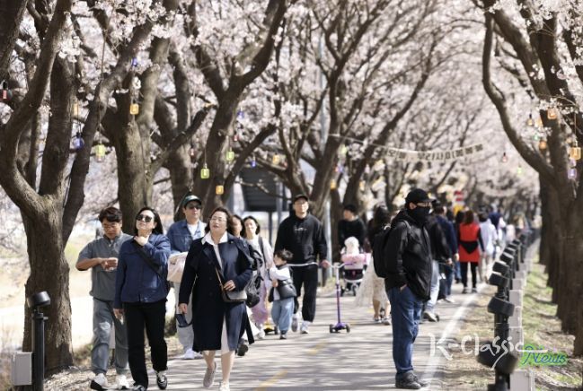 보은군, ‘보은 벚꽃길 축제’ 첫 주말 방문객 발길 이어져