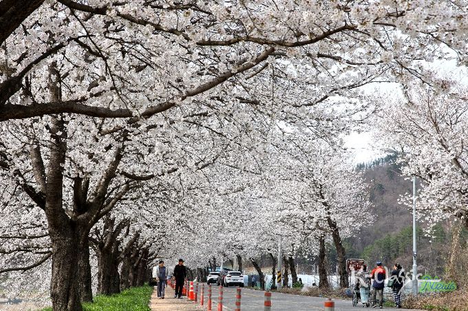 2024.04.06. 대차리 서면마을 벚꽃길