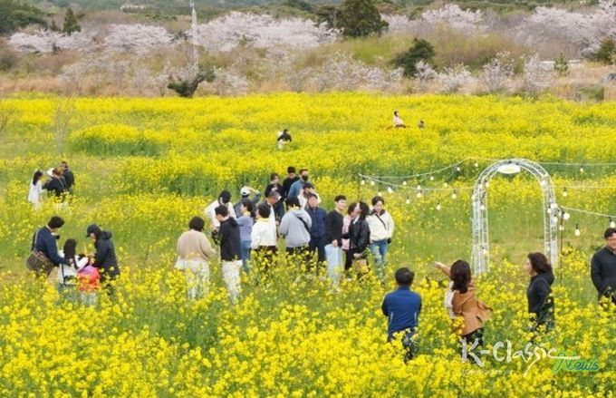 제43회 서귀포유채꽃축제